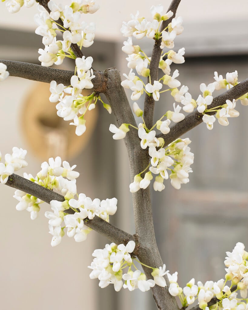 eastern redbud 'Vanilla Twist'