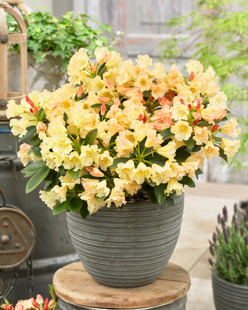 rhododendron 'Saffrano'