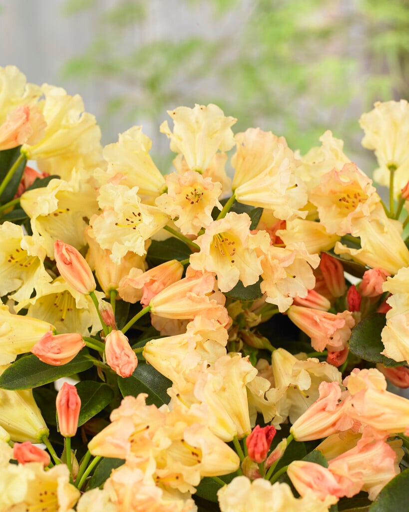 rhododendron 'Saffrano'