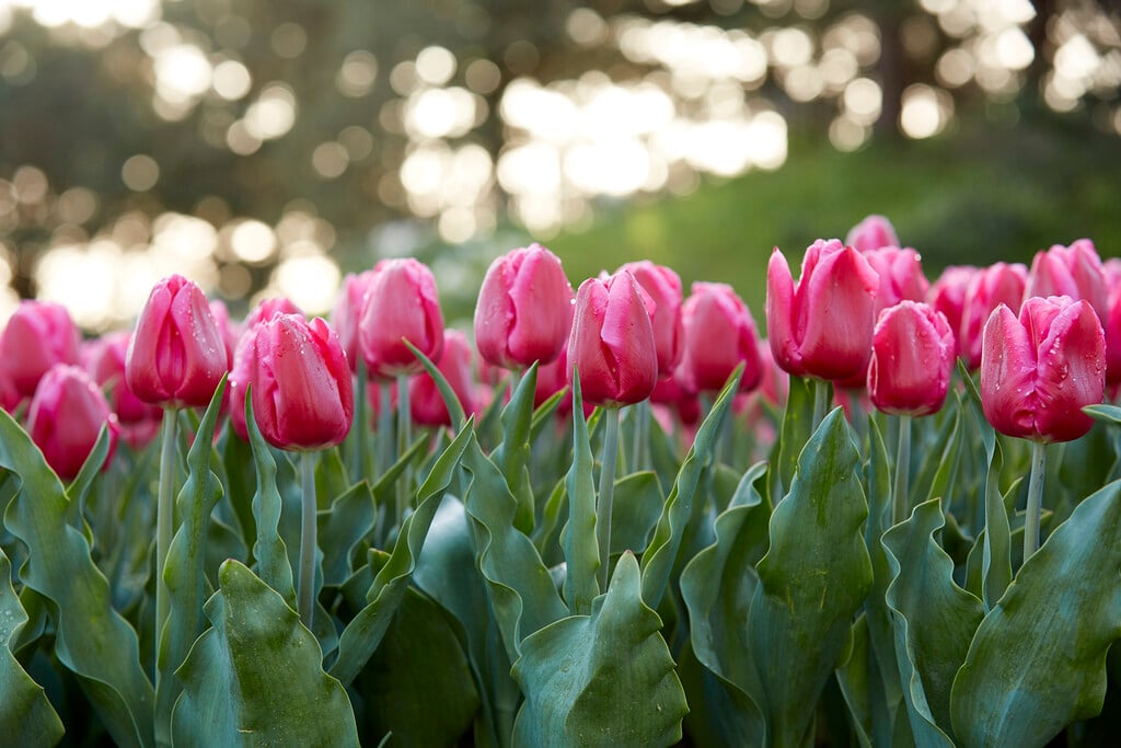 tulip 'In Love'