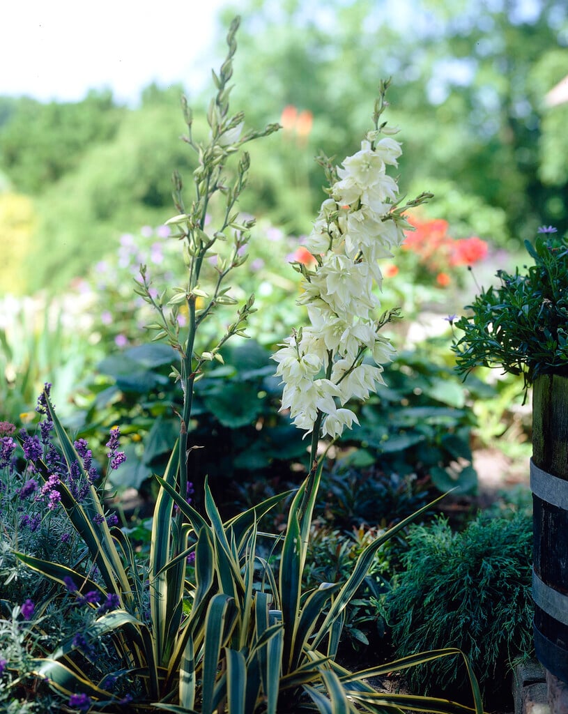 Yucca filamentosa 'Variegata' (v)|variegated needle palm/RHS Gardening