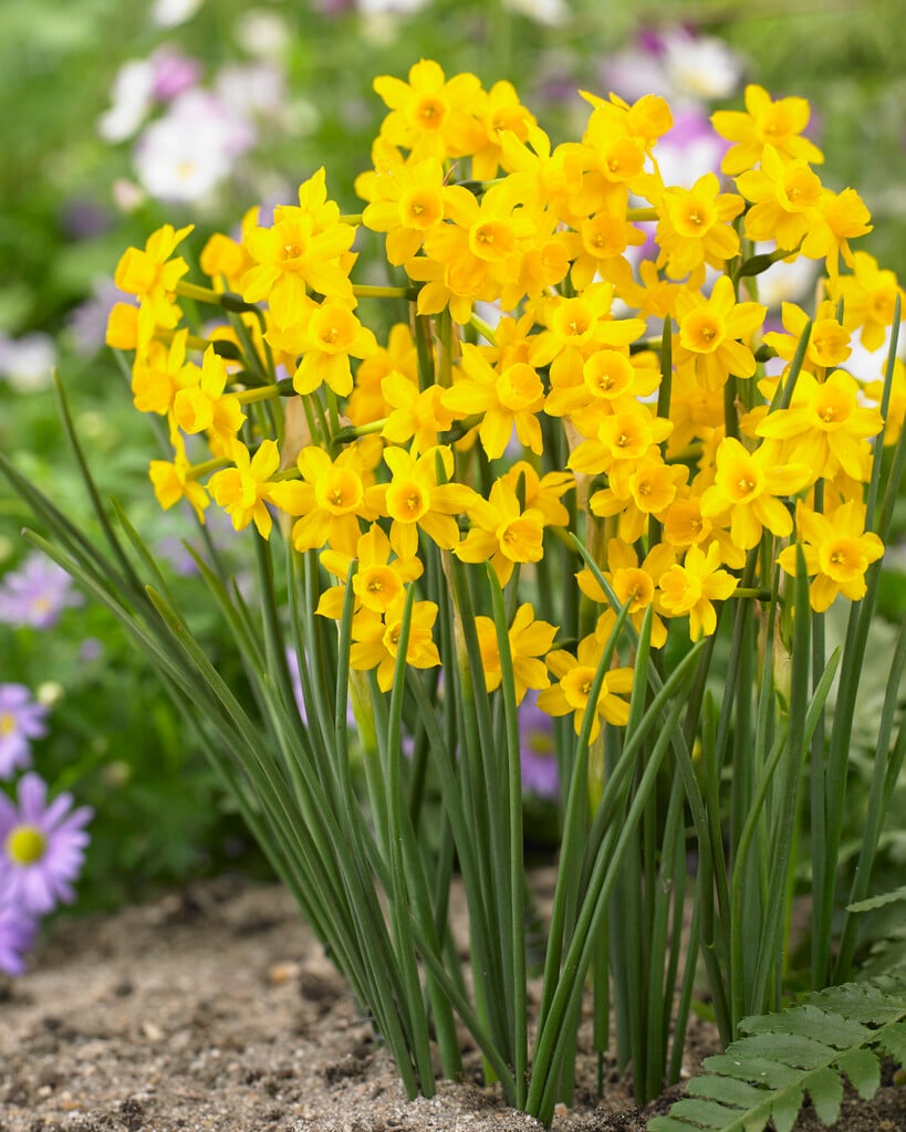 <em>Narcissus</em> <em>willkommii</em> (13)