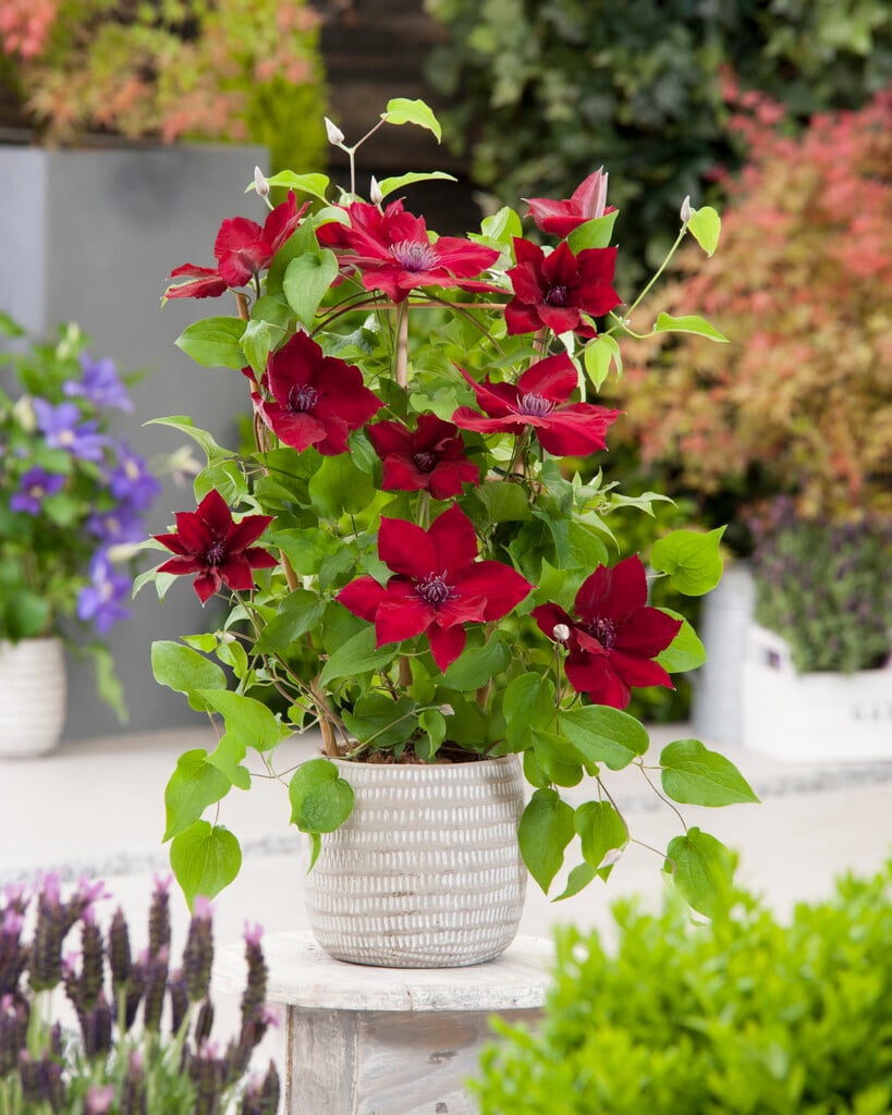 clematis [Nubia]