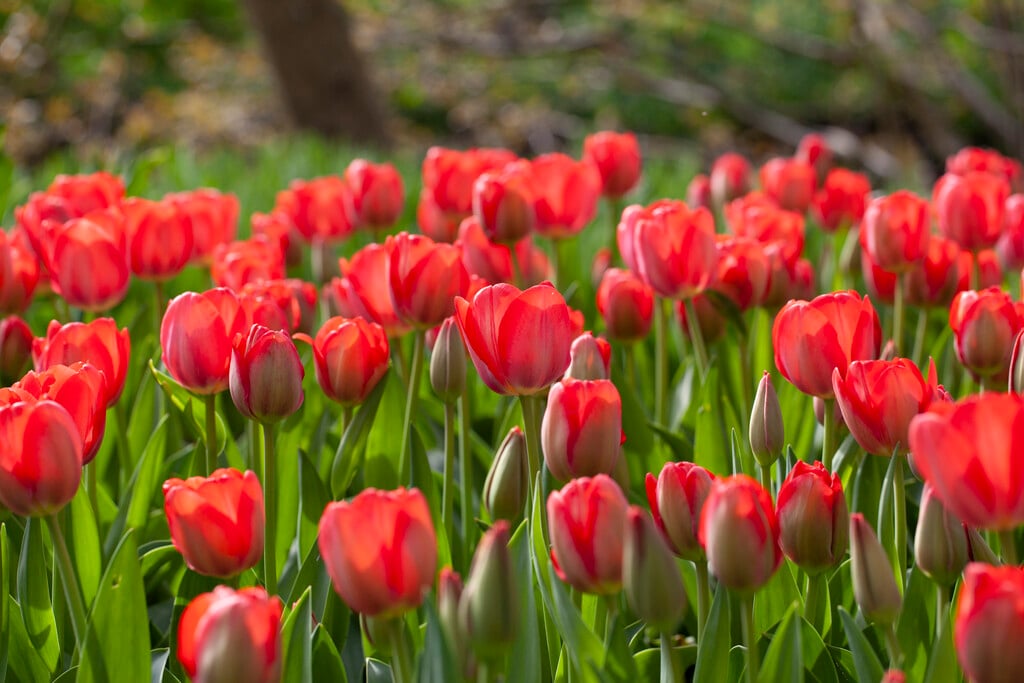 tulip 'Van Eijk'
