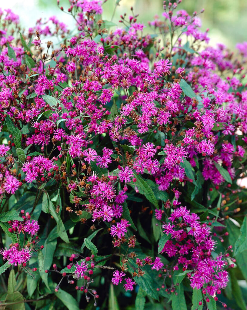 Arkansas ironweed