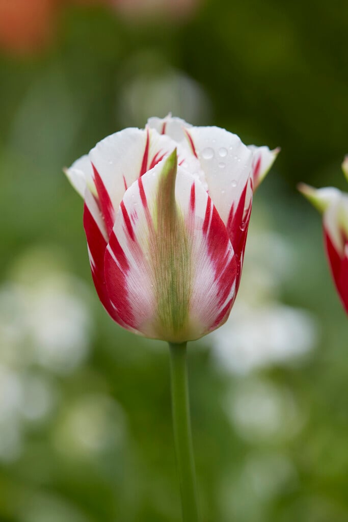 tulip 'Flaming Springgreen'