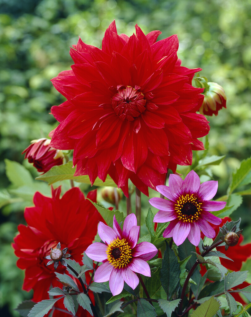 <i>Dahlia</i> 'Uchuu' (D)