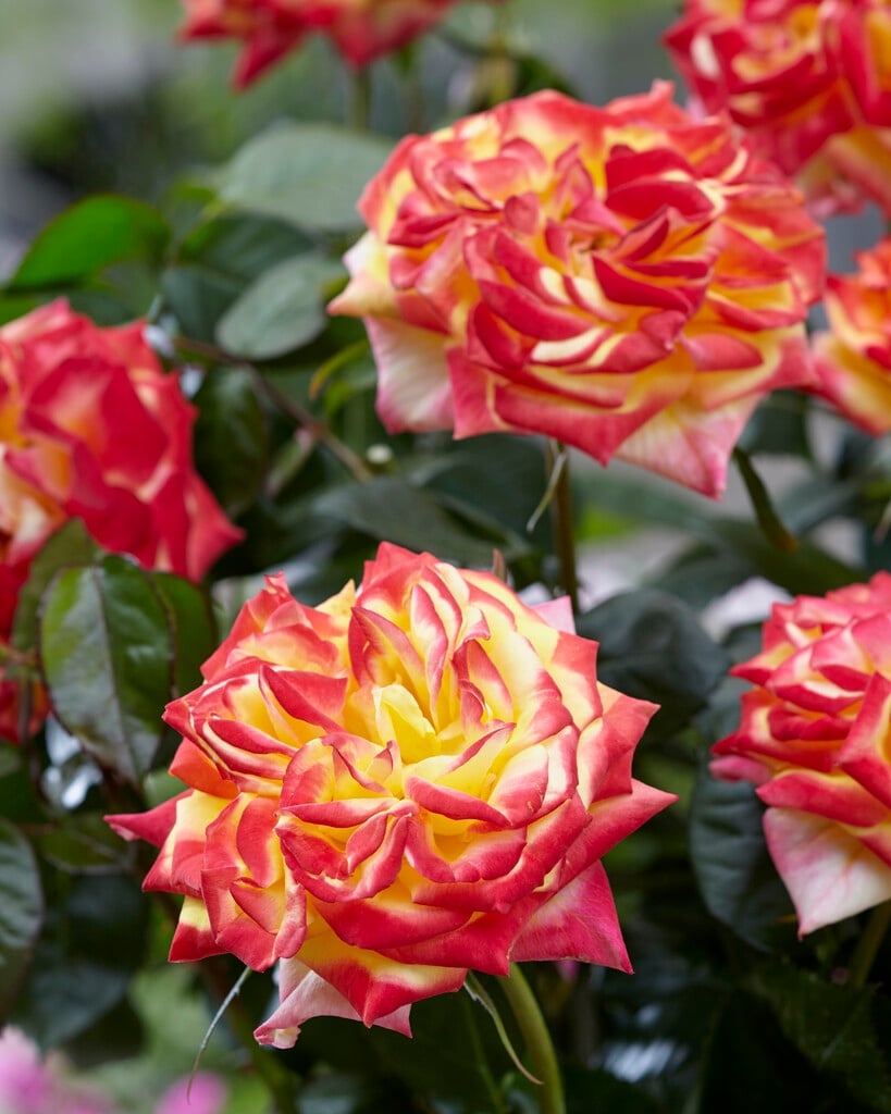 rose [Elizabeth] ('Tomliz')