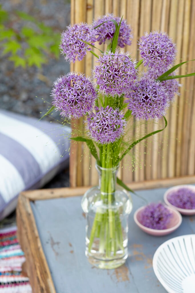 <i>Allium</i> 'Sweet Discovery'