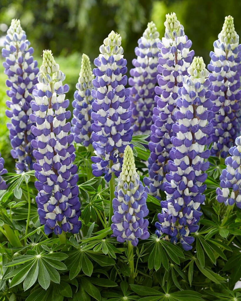 lupin 'King Canute'