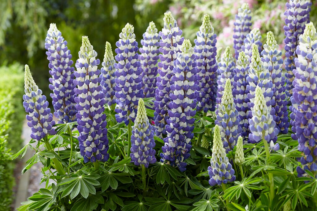 lupin 'King Canute'