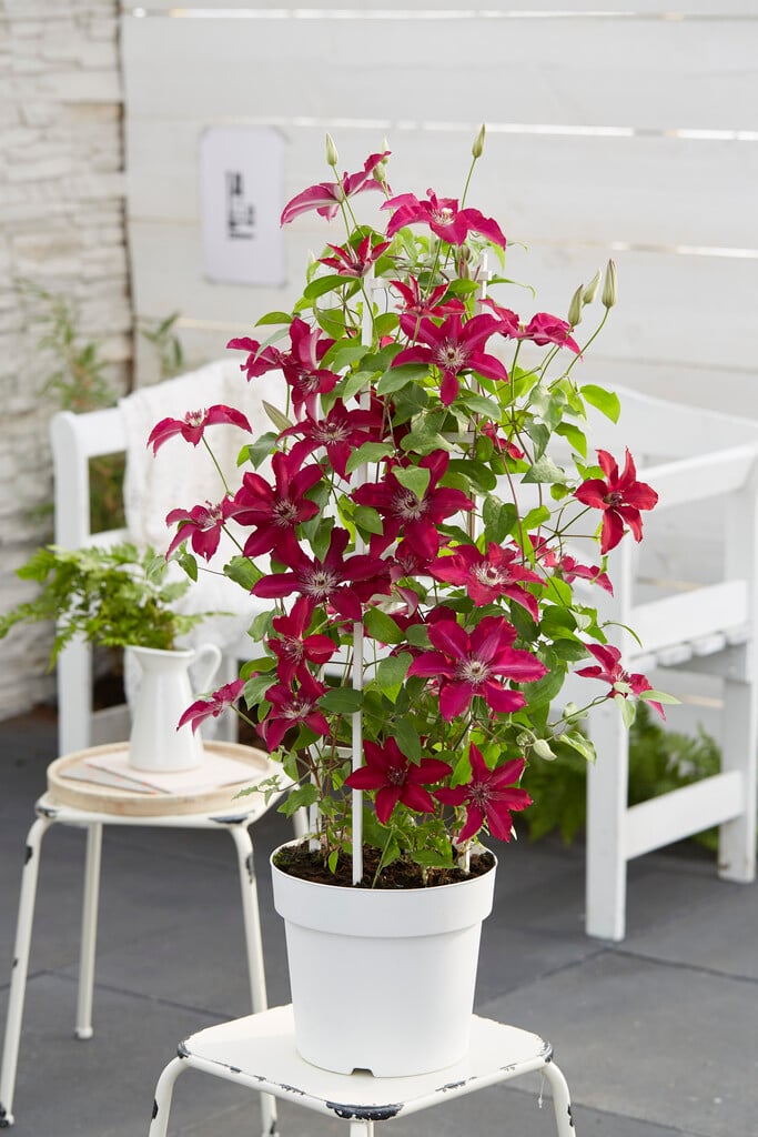clematis [Gina]