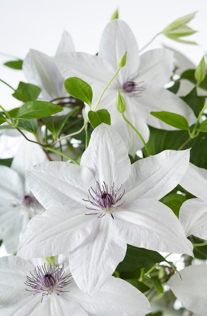 clematis [Tsukiko]