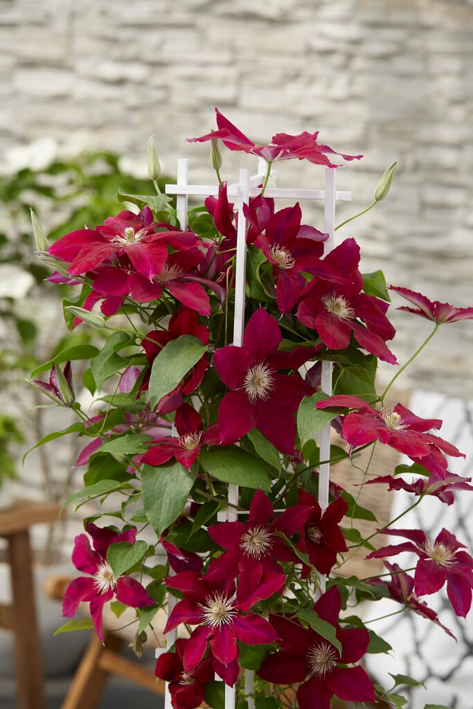 clematis [Rebecca]