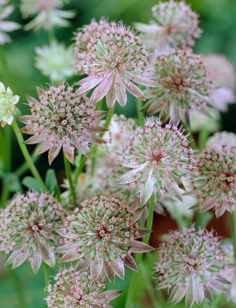 <i>Astrantia</i> <i>major</i> 'Bo-Ann'