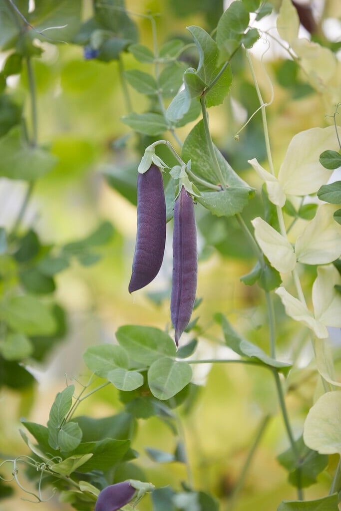 garden pea