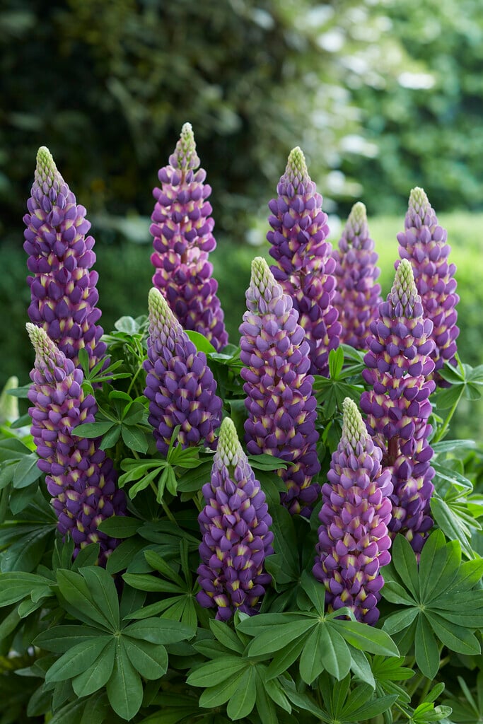 lupin 'Magic Lantern'