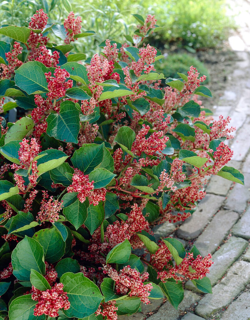 <i>Reynoutria</i> <i>japonica</i> var. <i>compacta</i>