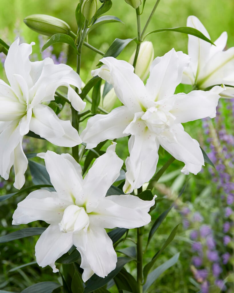 lily 'Lotus Beauty'