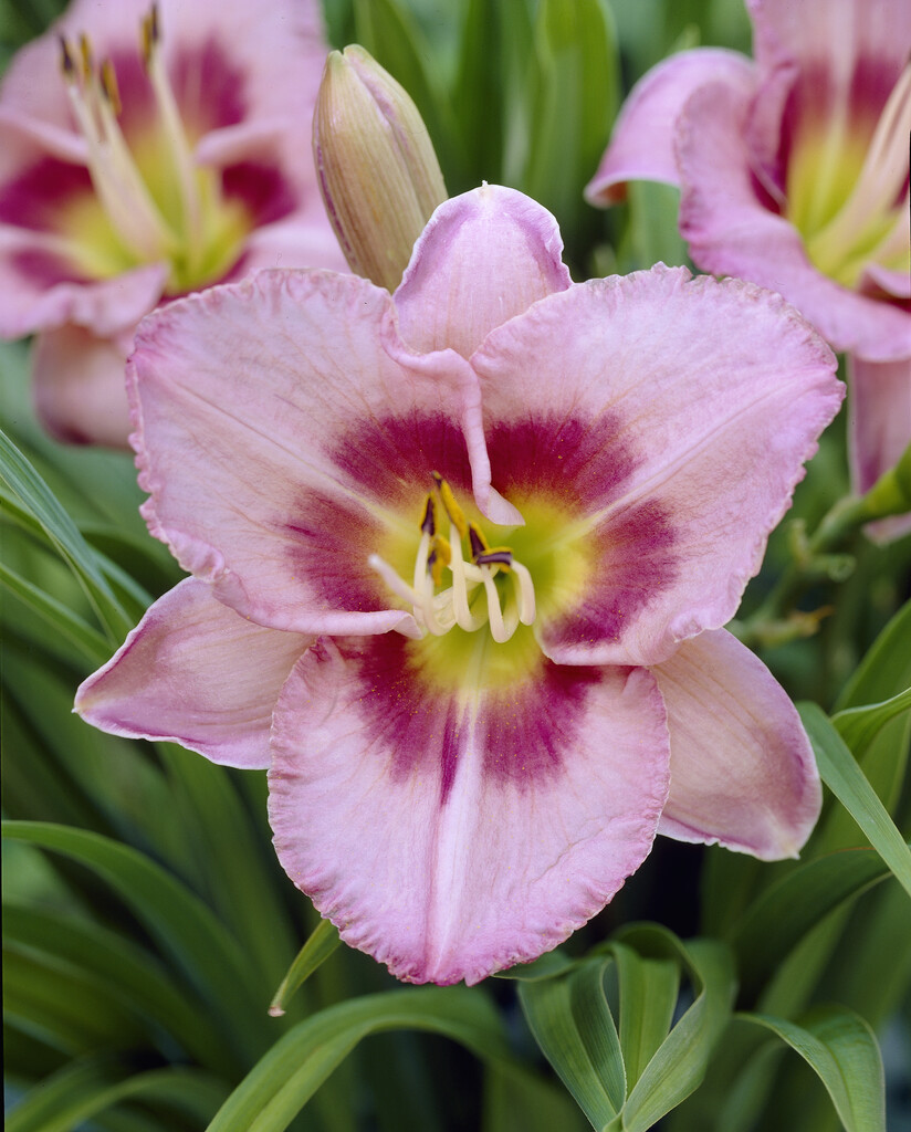 daylily 'Edge Ahead'