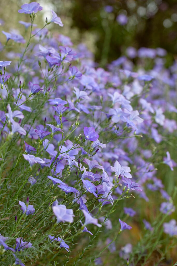 blue flax