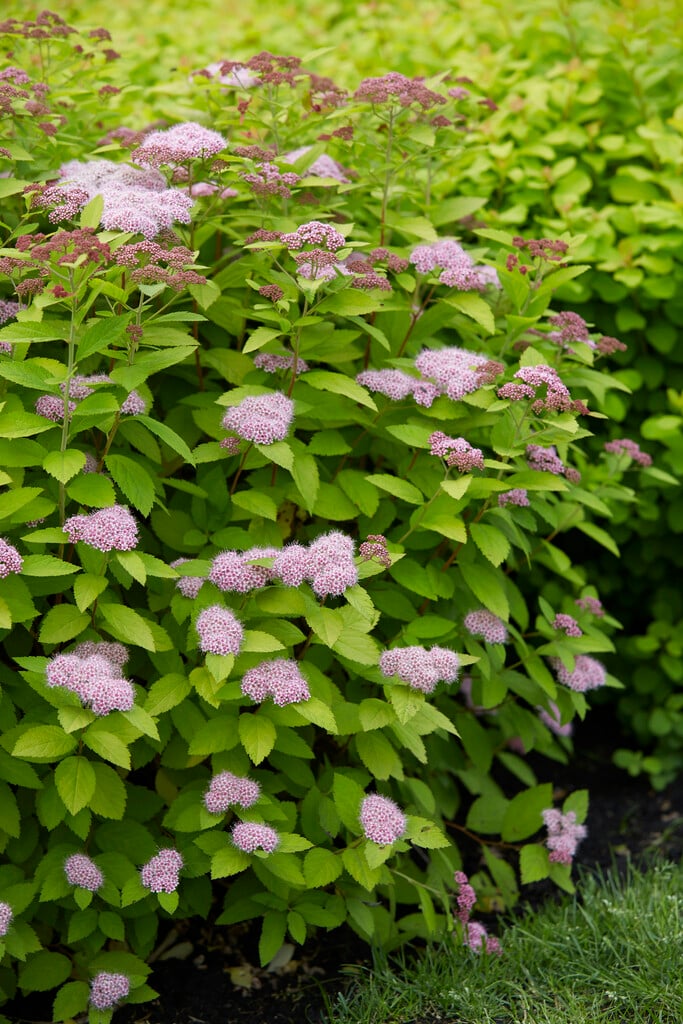 spiraea 'Tracy'