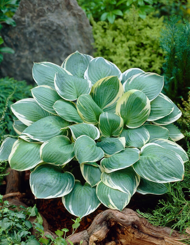plantain lily 'Crusader'
