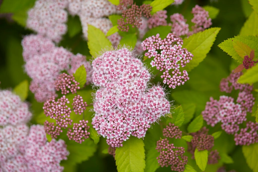 spiraea 'Tracy'