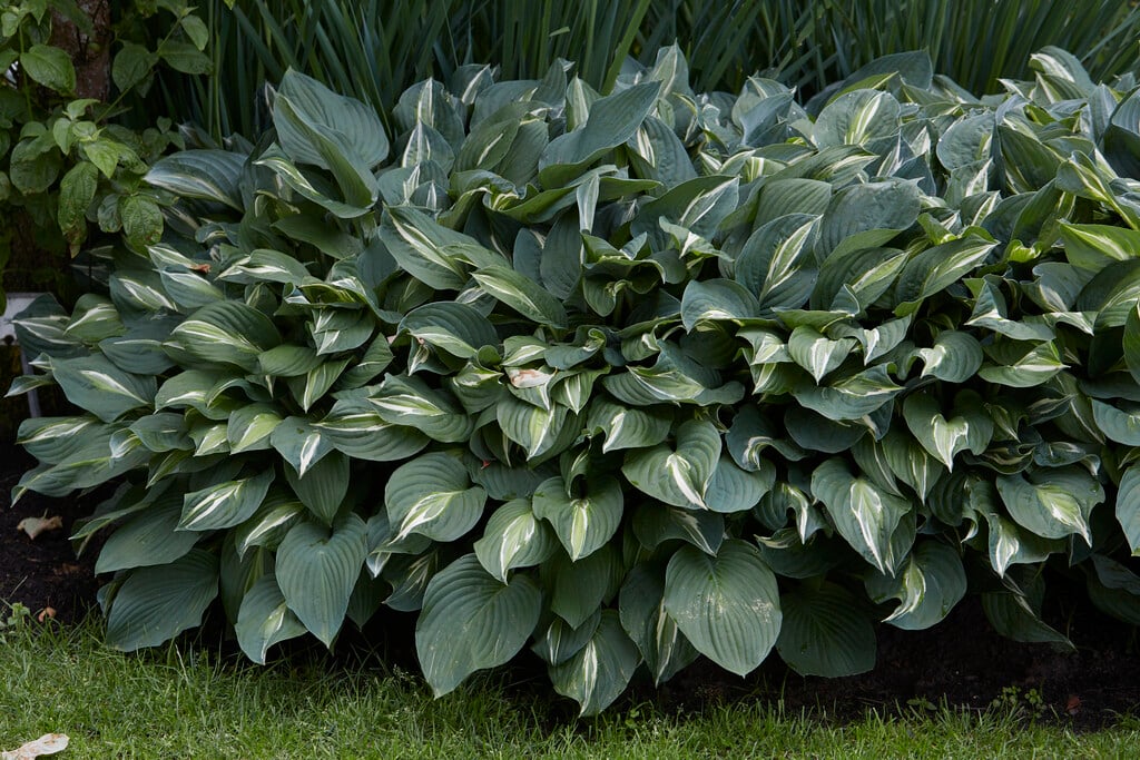plantain lily 'Snake Eyes'