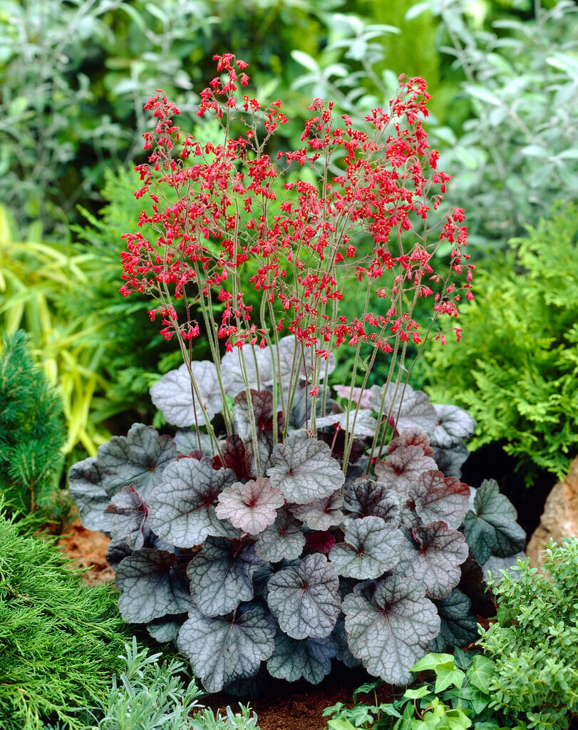 alum root 'Swirling Fantasy'