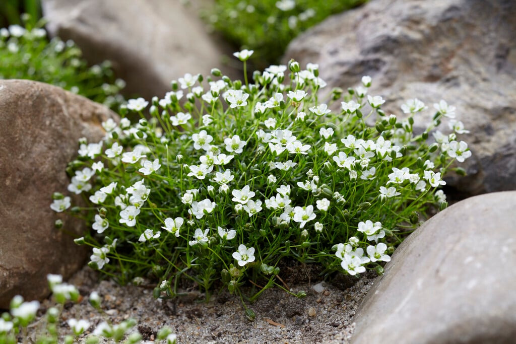 heath pearlwort