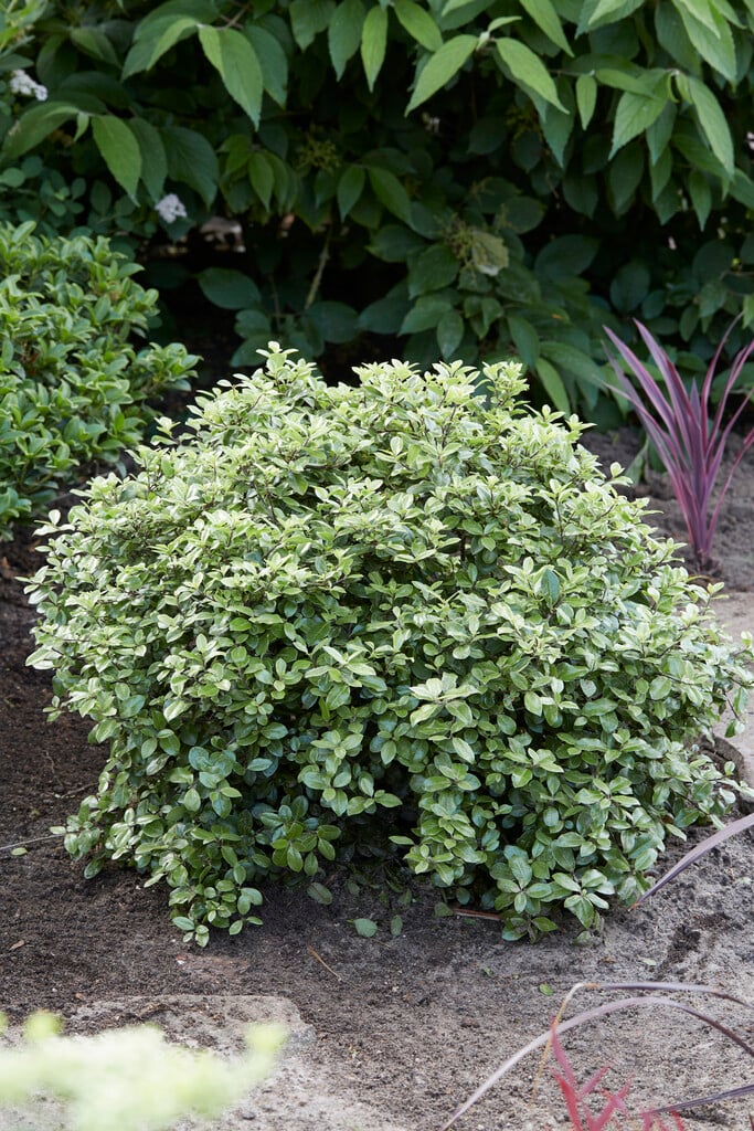 Pittosporum tenuifolium &Pompom& | tawhiwhi &Pompom& Shrubs/RHS