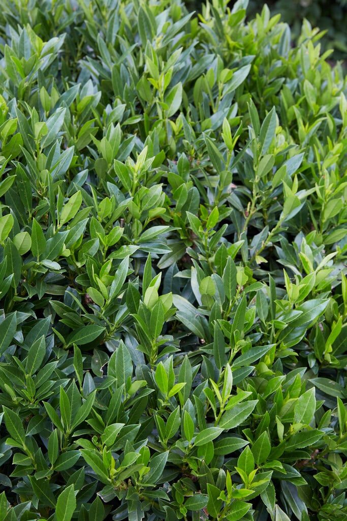 <em>Prunus</em> <em>laurocerasus</em> 'Gajo'<sup>PBR</sup>