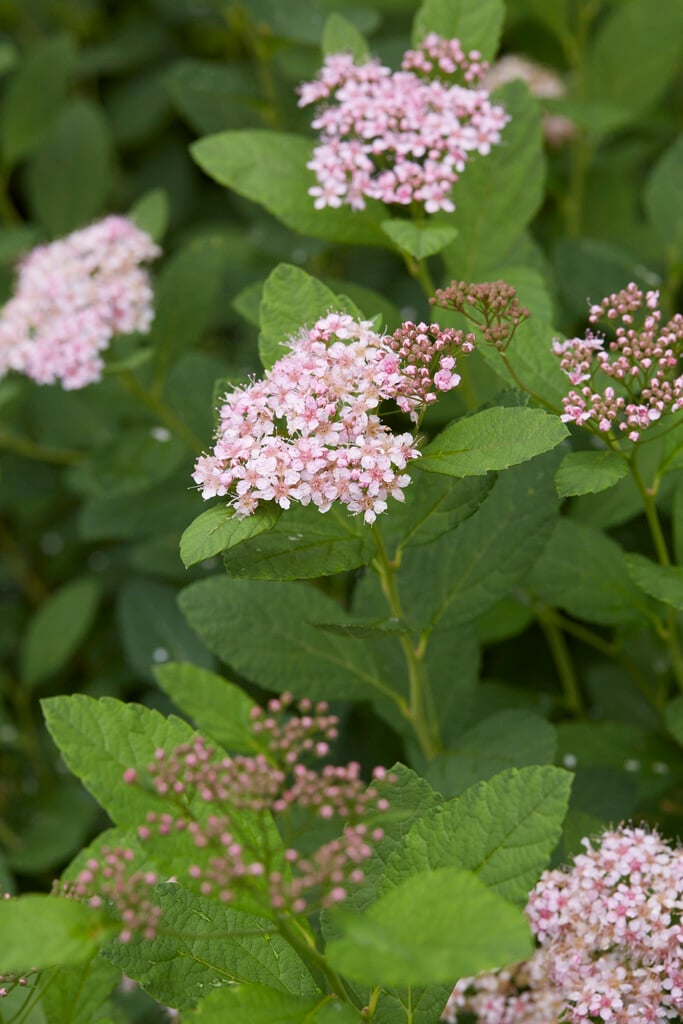 birch-leaved spiraea [Pink Sparkler]