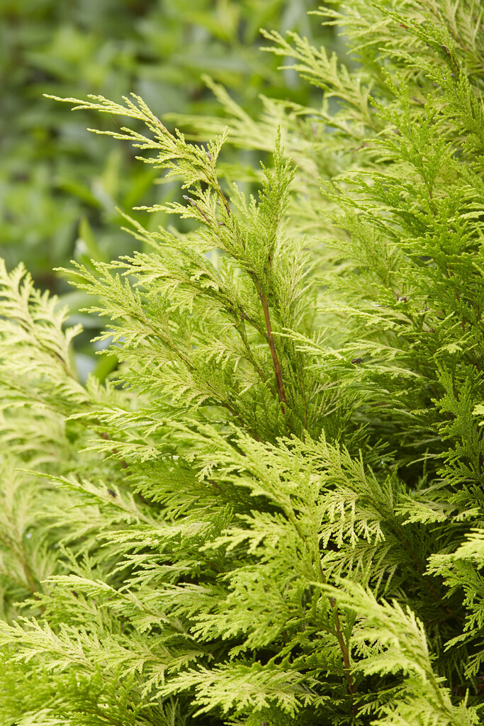 Lawson's cypress 'Sunny Smile'