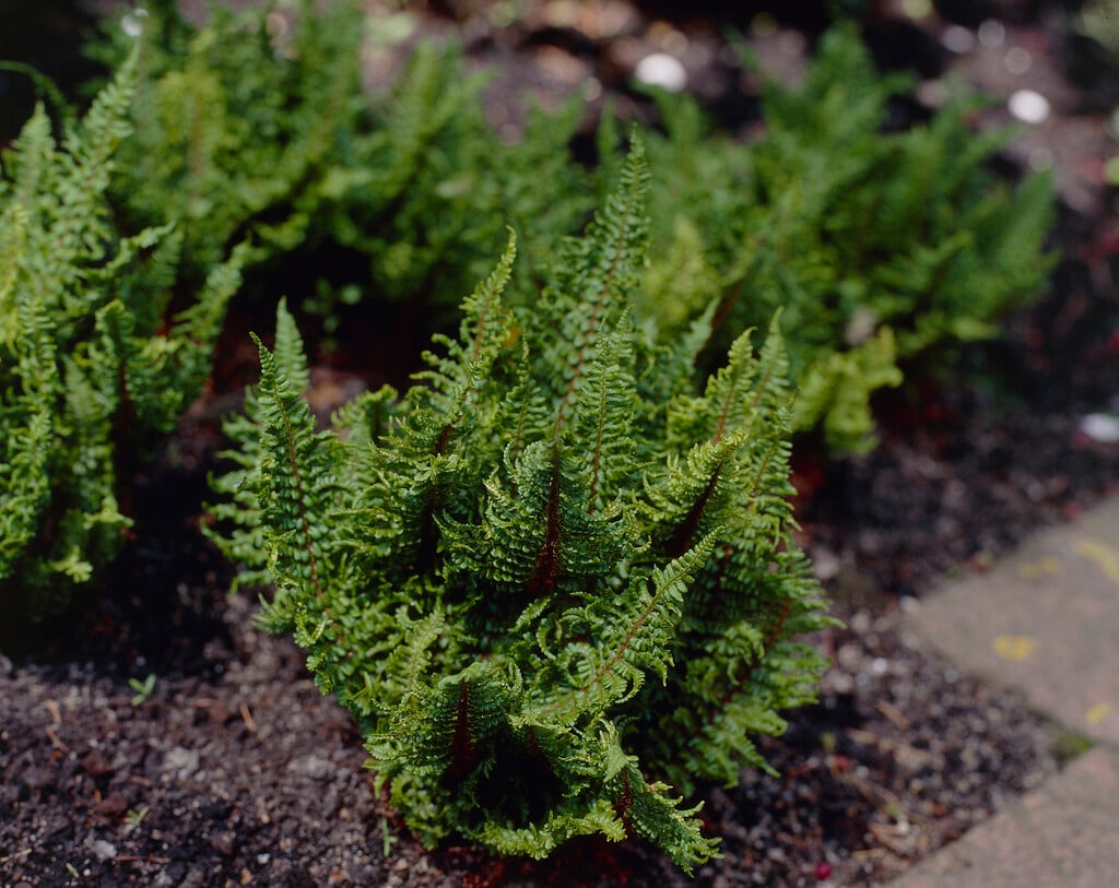 soft shield fern 'Congestum'