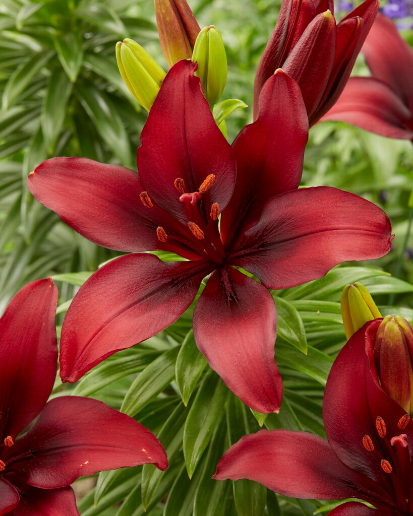 lily 'Cavoli'