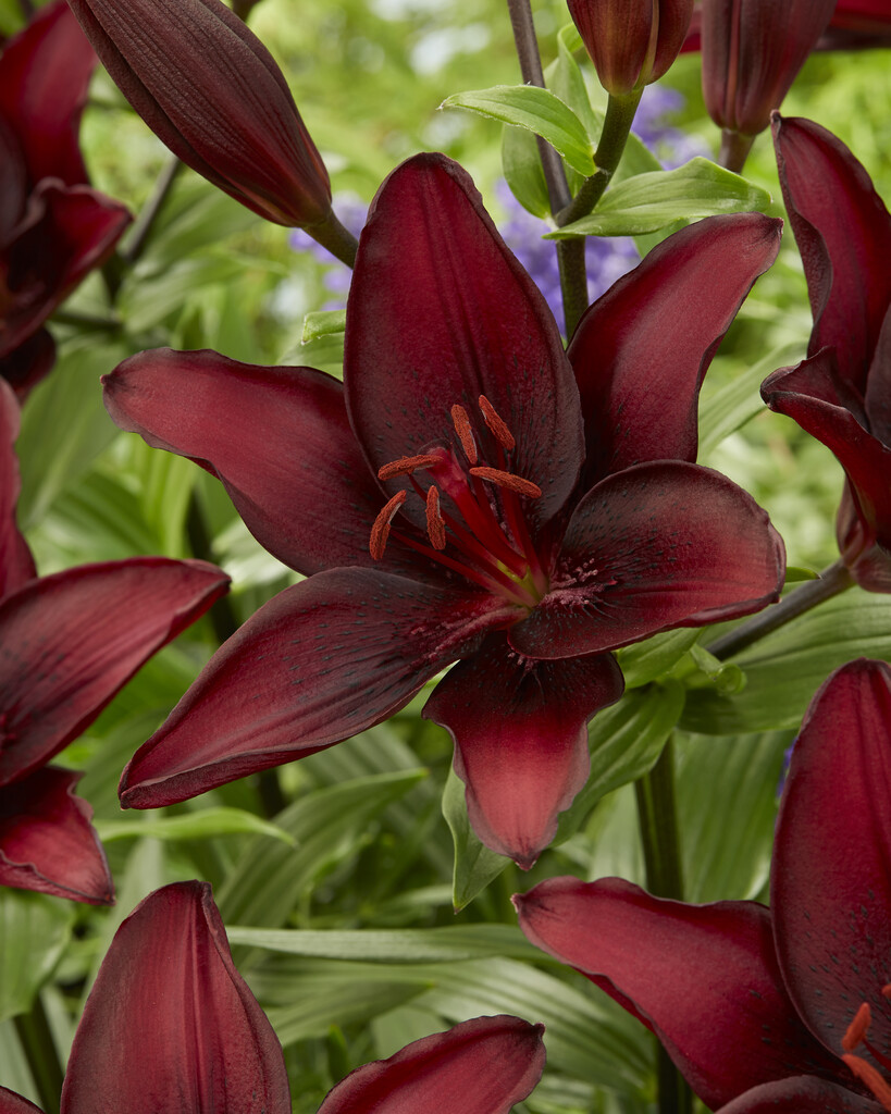 lily 'Mascara'