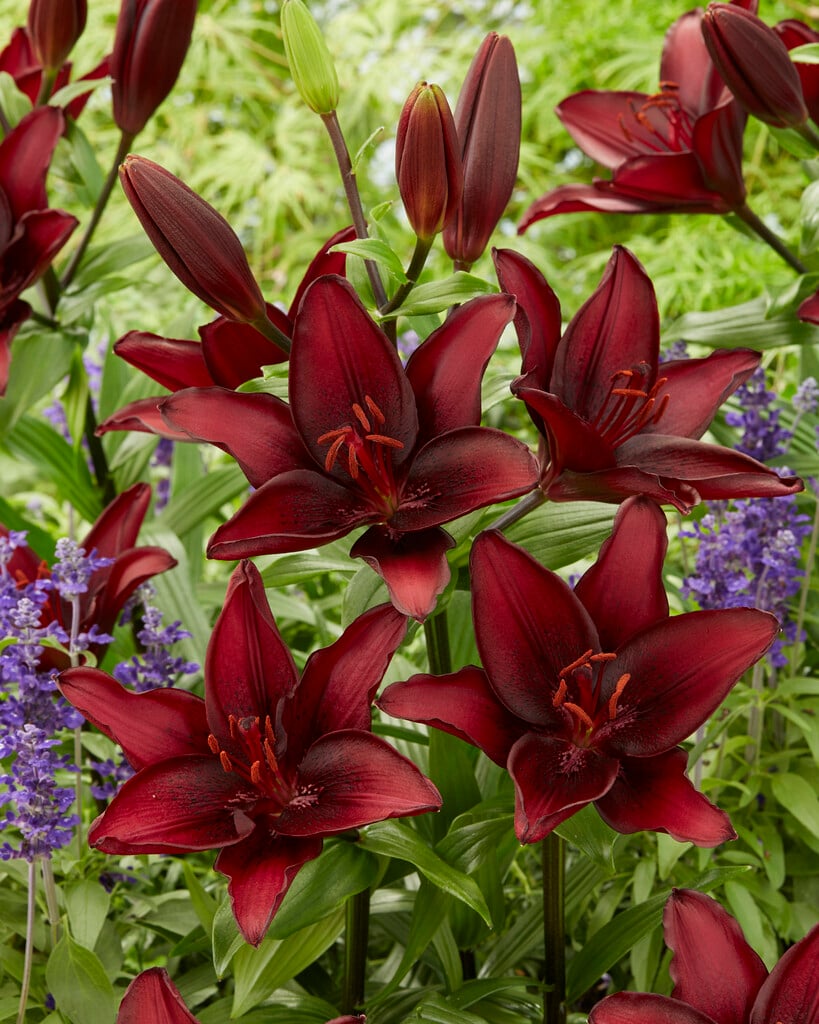 lily 'Mascara'