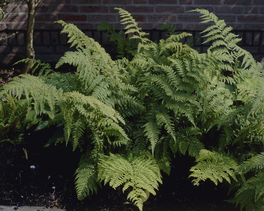 narrow buckler fern