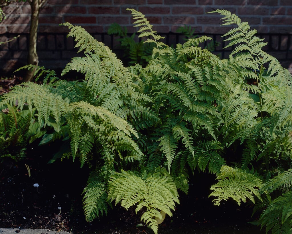 narrow buckler fern
