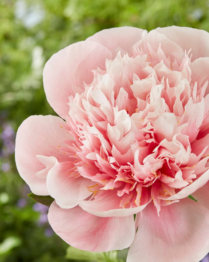 peony 'Etched Salmon'