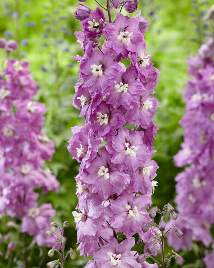 delphinium 'Strawberry Fair'
