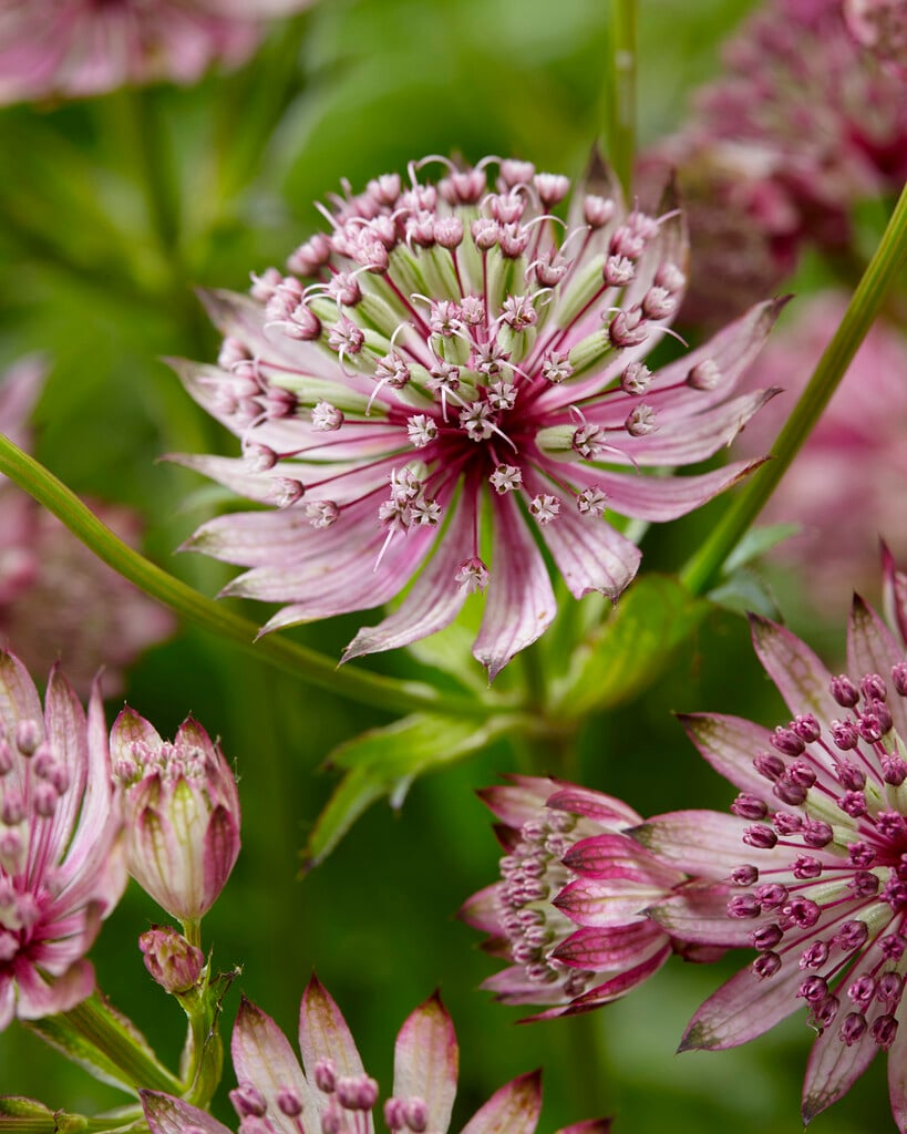 masterwort [Sparkling Stars Pink]