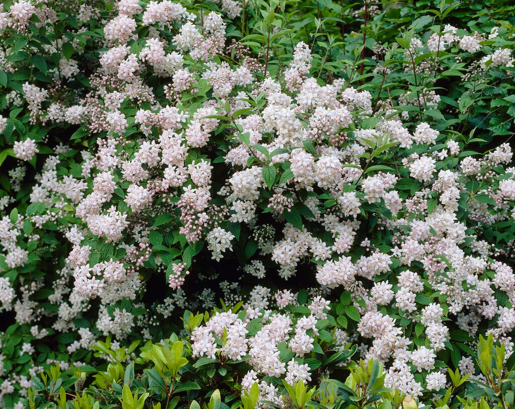 deutzia 'Mont Rose'