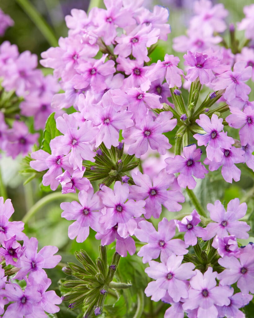 Glandularia Seabrook&s Lavender (&Sealav&PBR) vervain [Seabrook&s