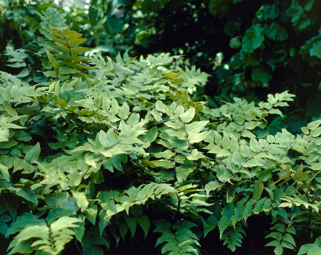 <em>Cyrtomium</em> <em>fortunei</em> var. <em>clivicola</em>