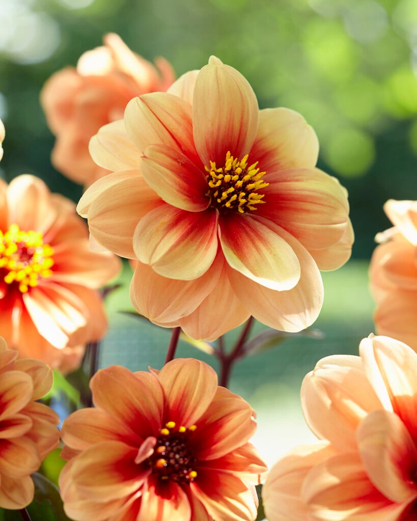 dahlia [Dreamy Eyes]