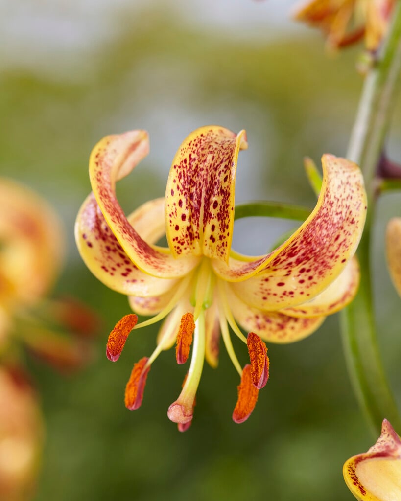 lily 'Sunny Morning'