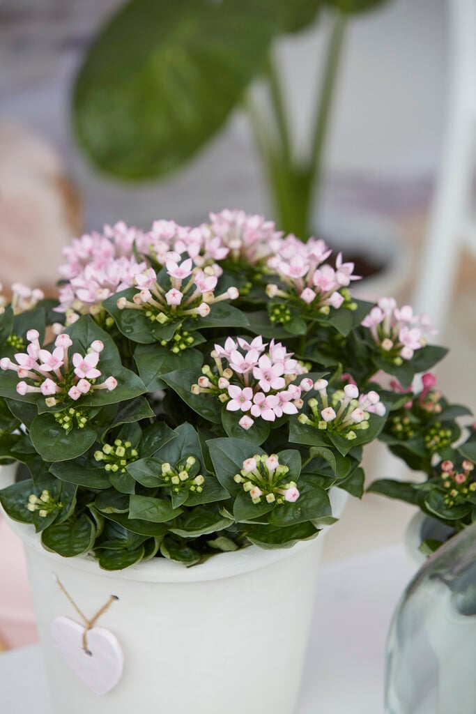 <i>Bouvardia</i> [<span style="font-variant: small-caps;">Bellevardia</span>] (mixed)